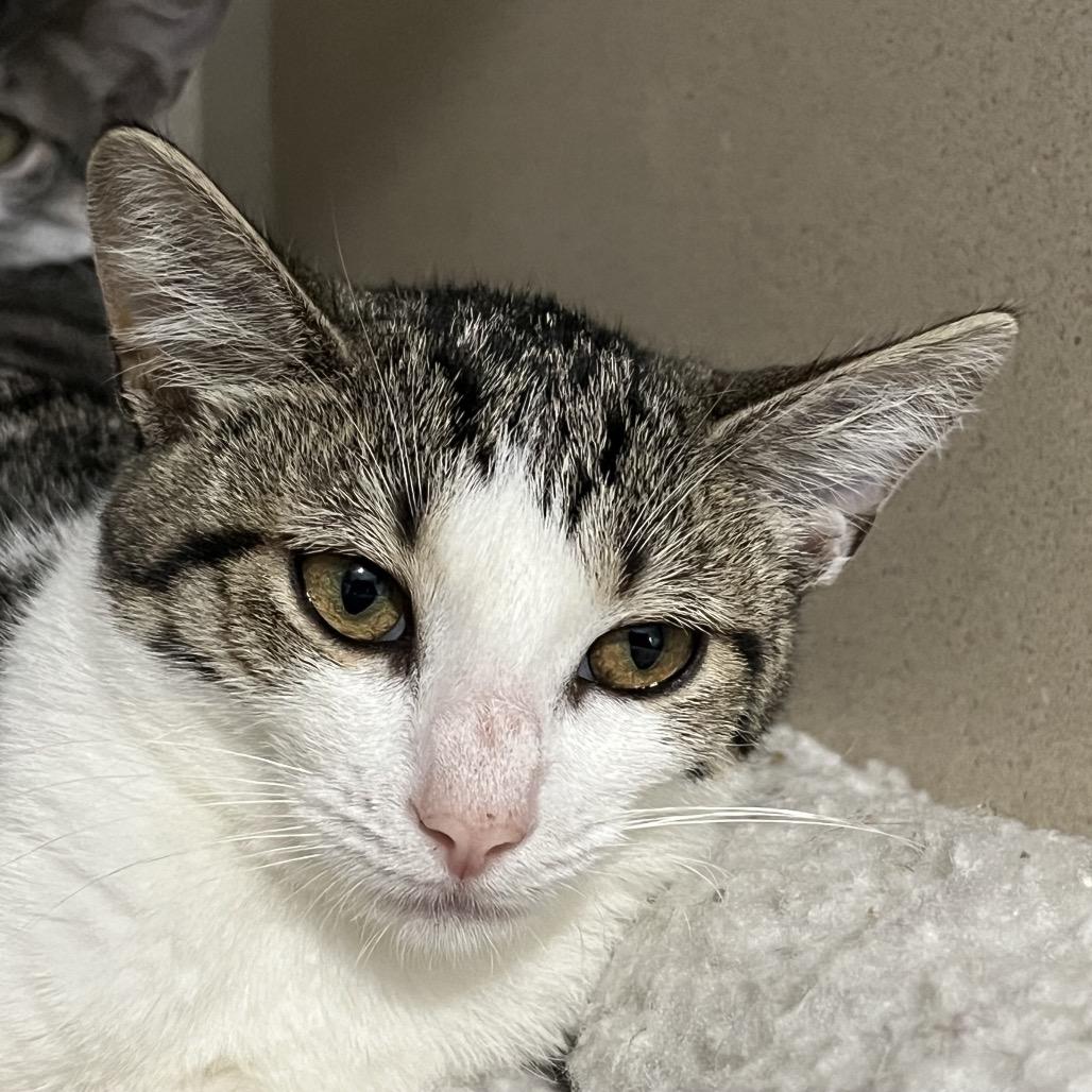 Enlarge Belly, a Adoptable Domestic Short Hair in Calverton, NY image 1/2