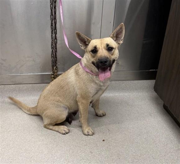 Enlarge BLANCHO, a Adoptable mixed breed in Fairbanks, AK image 1/1