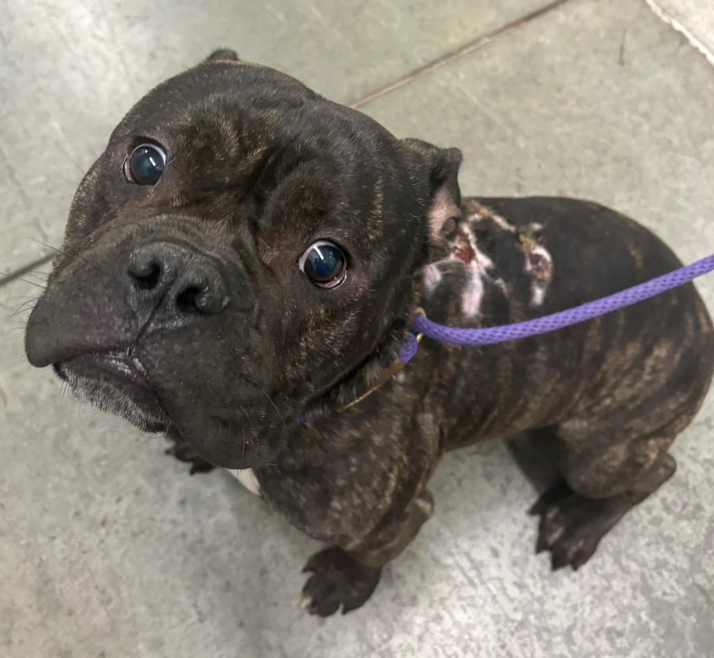 Hicks, Adoptable, Young Male Mixed Breed.