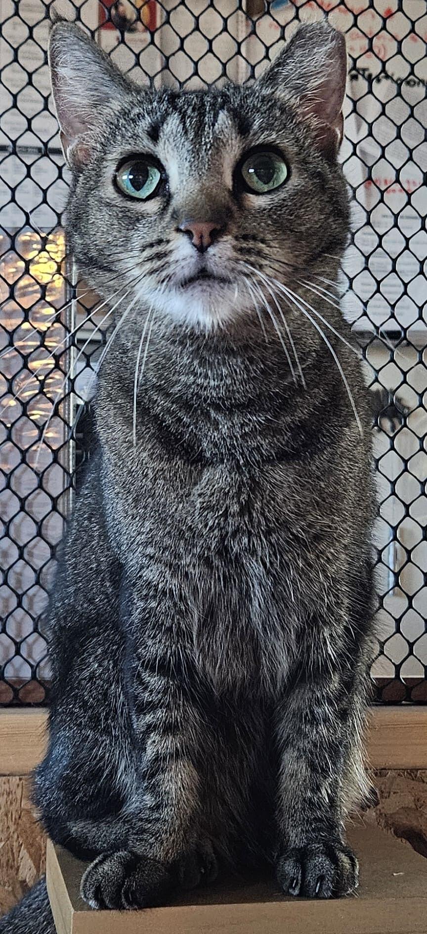Enlarge Whiskers, a ADOPTABLE Domestic Short Hair in Scottsdale, AZ image 2/4