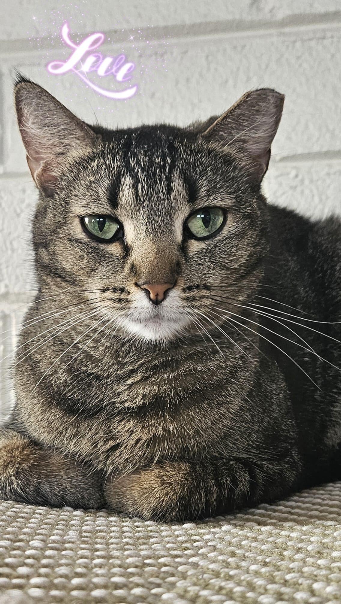 Enlarge Whiskers, a ADOPTABLE Domestic Short Hair in Scottsdale, AZ image 3/4