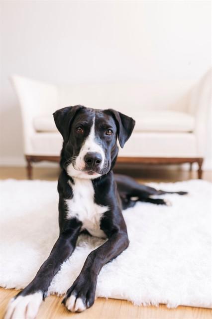 BULLET, Adoptable, Young Male Border Collie & Labrador Retriever.