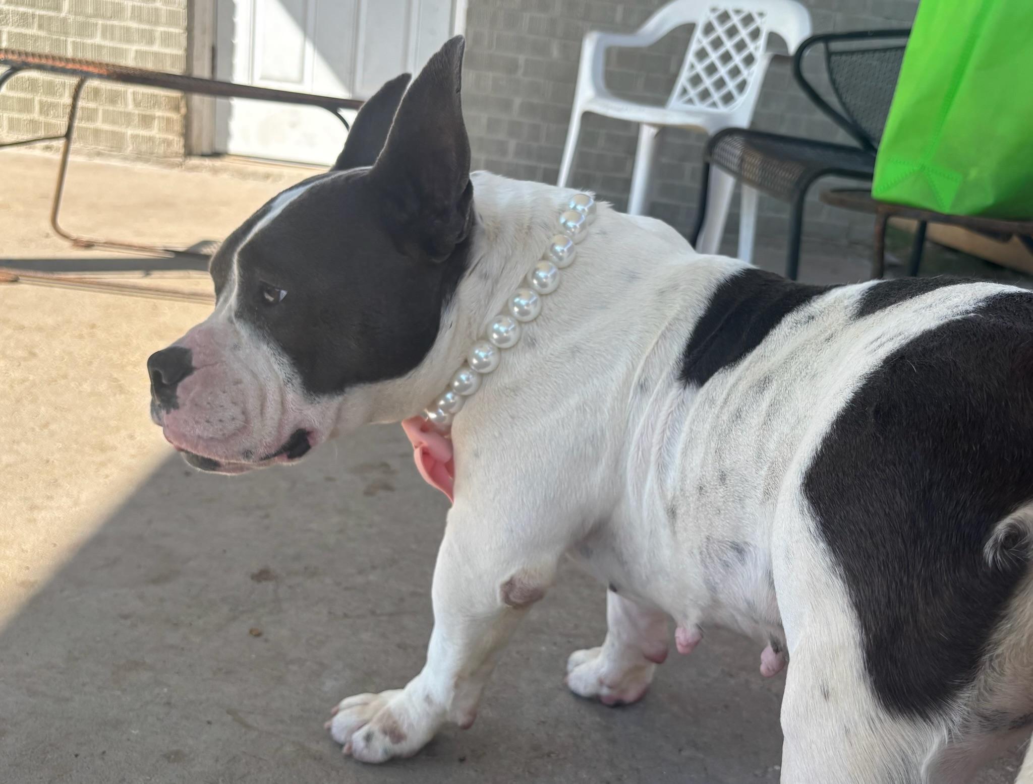 Enlarge Mona, a Adoptable mixed breed in New Orleans, LA image 5/6