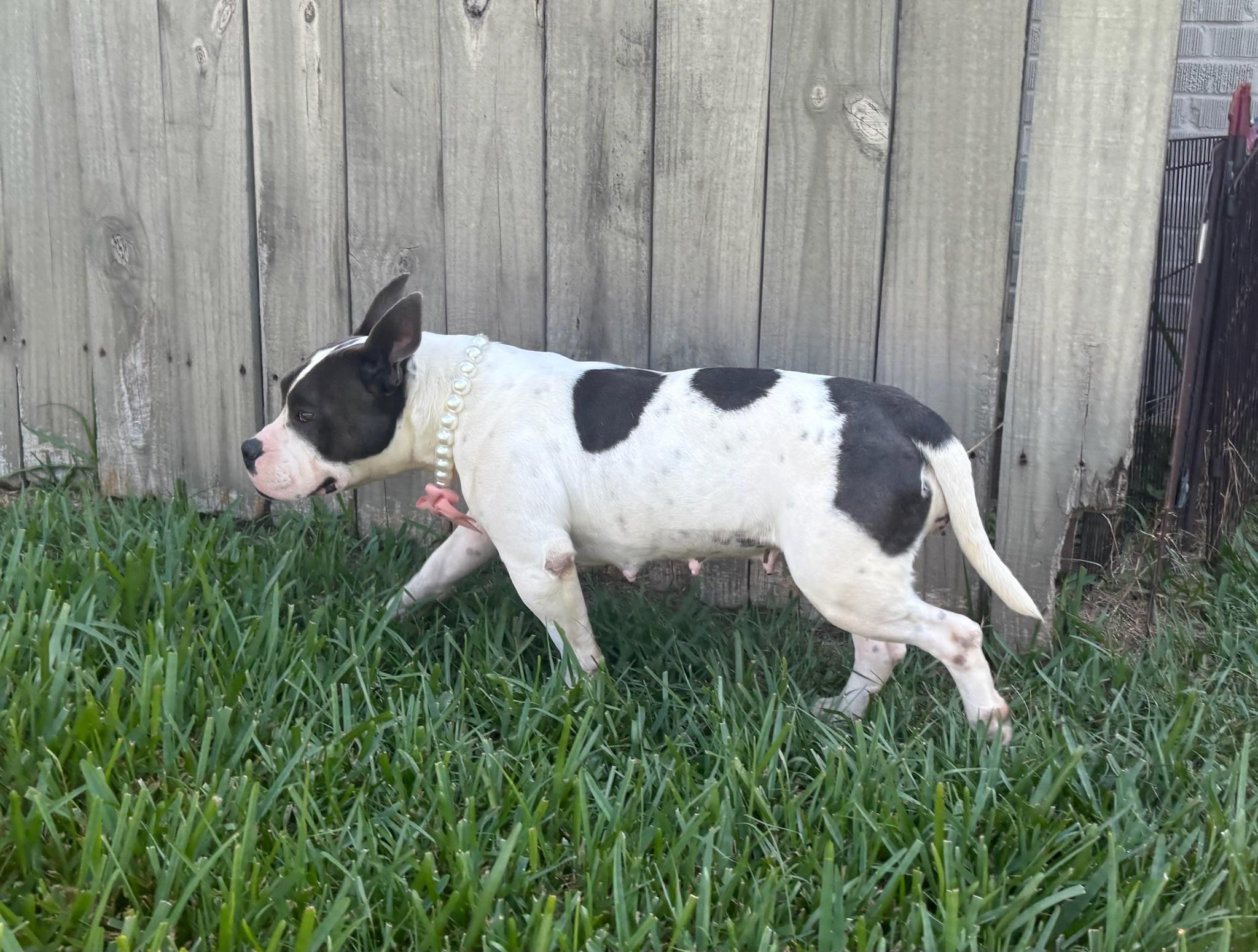 Enlarge Mona, a Adoptable mixed breed in New Orleans, LA image 4/6