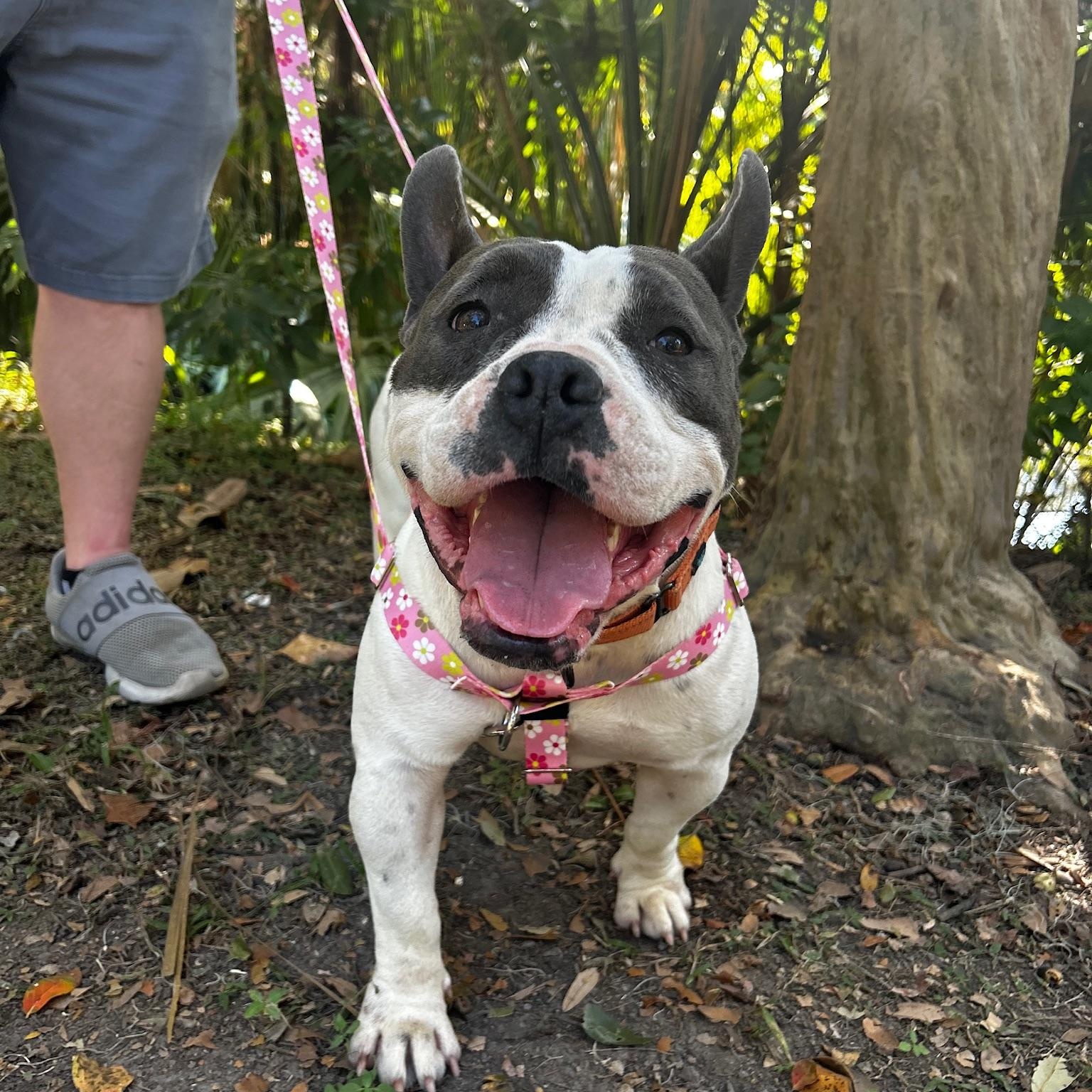 Enlarge Mona, a Adoptable mixed breed in New Orleans, LA image 2/5