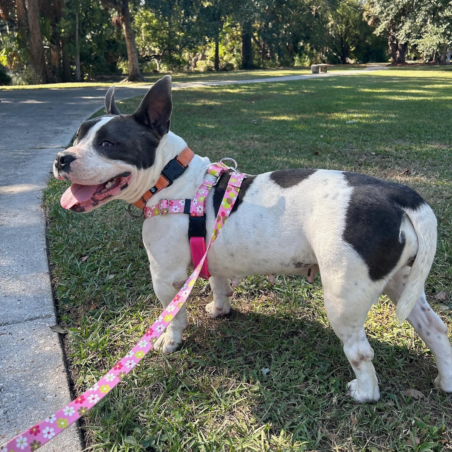 Enlarge Mona, a Adoptable mixed breed in New Orleans, LA image 3/5