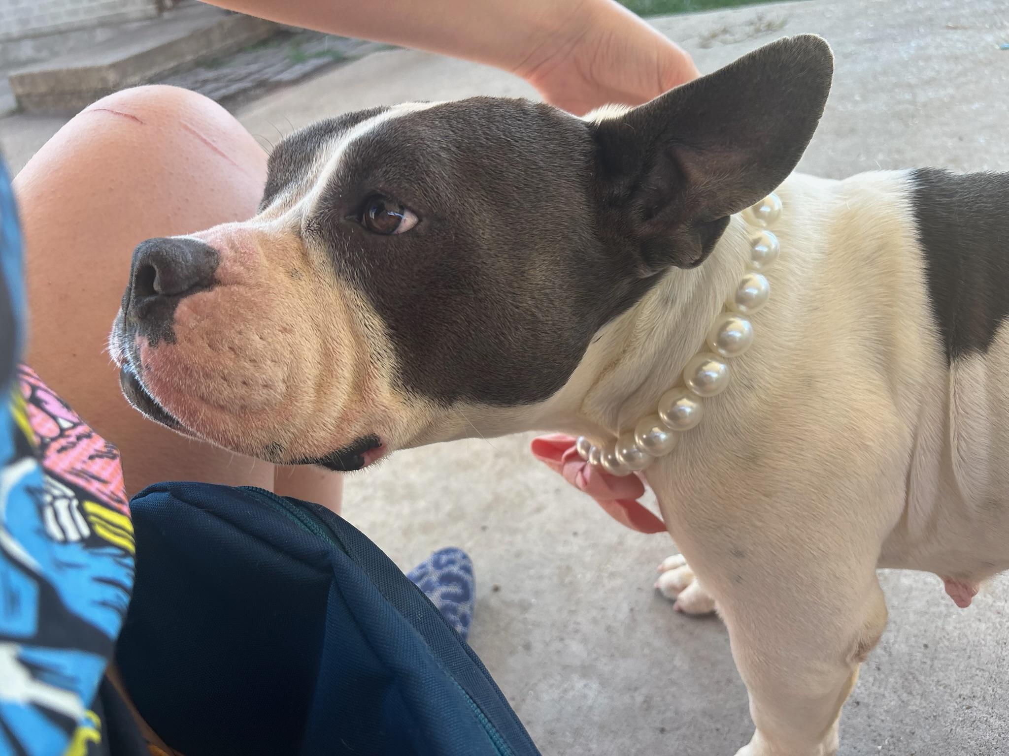 Enlarge Mona, a Adoptable mixed breed in New Orleans, LA image 3/6