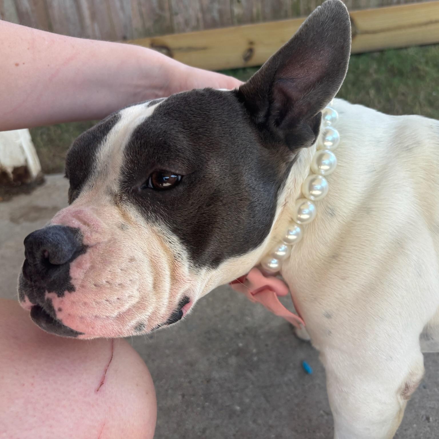 Enlarge Mona, a Adoptable mixed breed in New Orleans, LA image 1/5