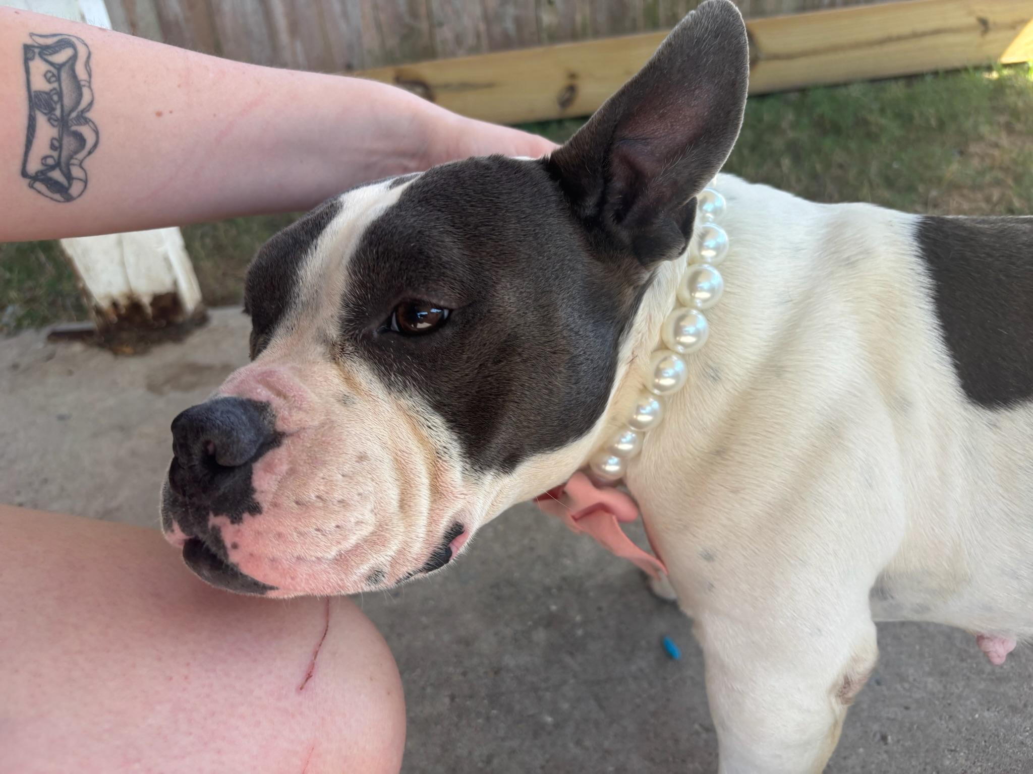 Enlarge Mona, a Adoptable mixed breed in New Orleans, LA image 1/6