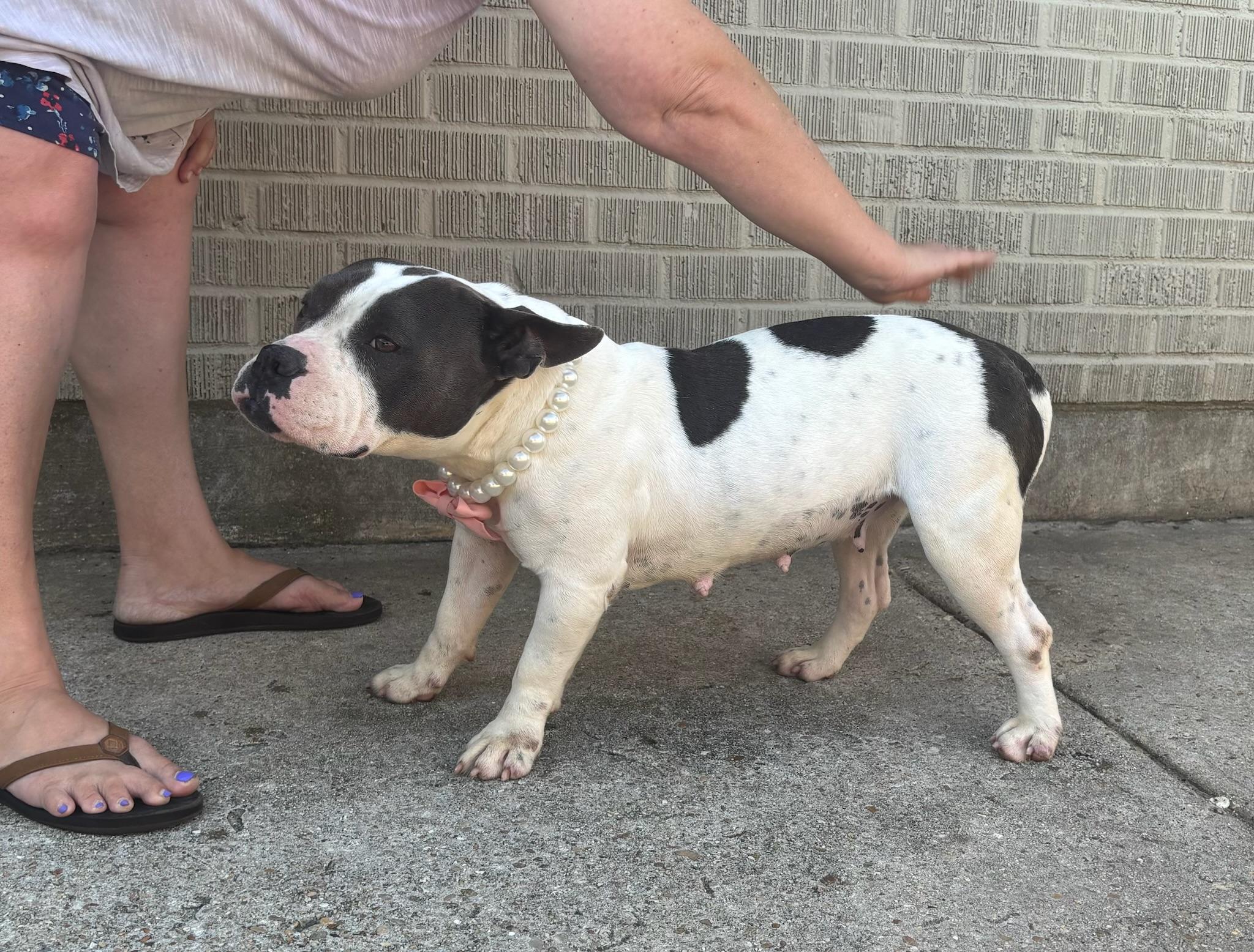 Enlarge Mona, a Adoptable mixed breed in New Orleans, LA image 2/6