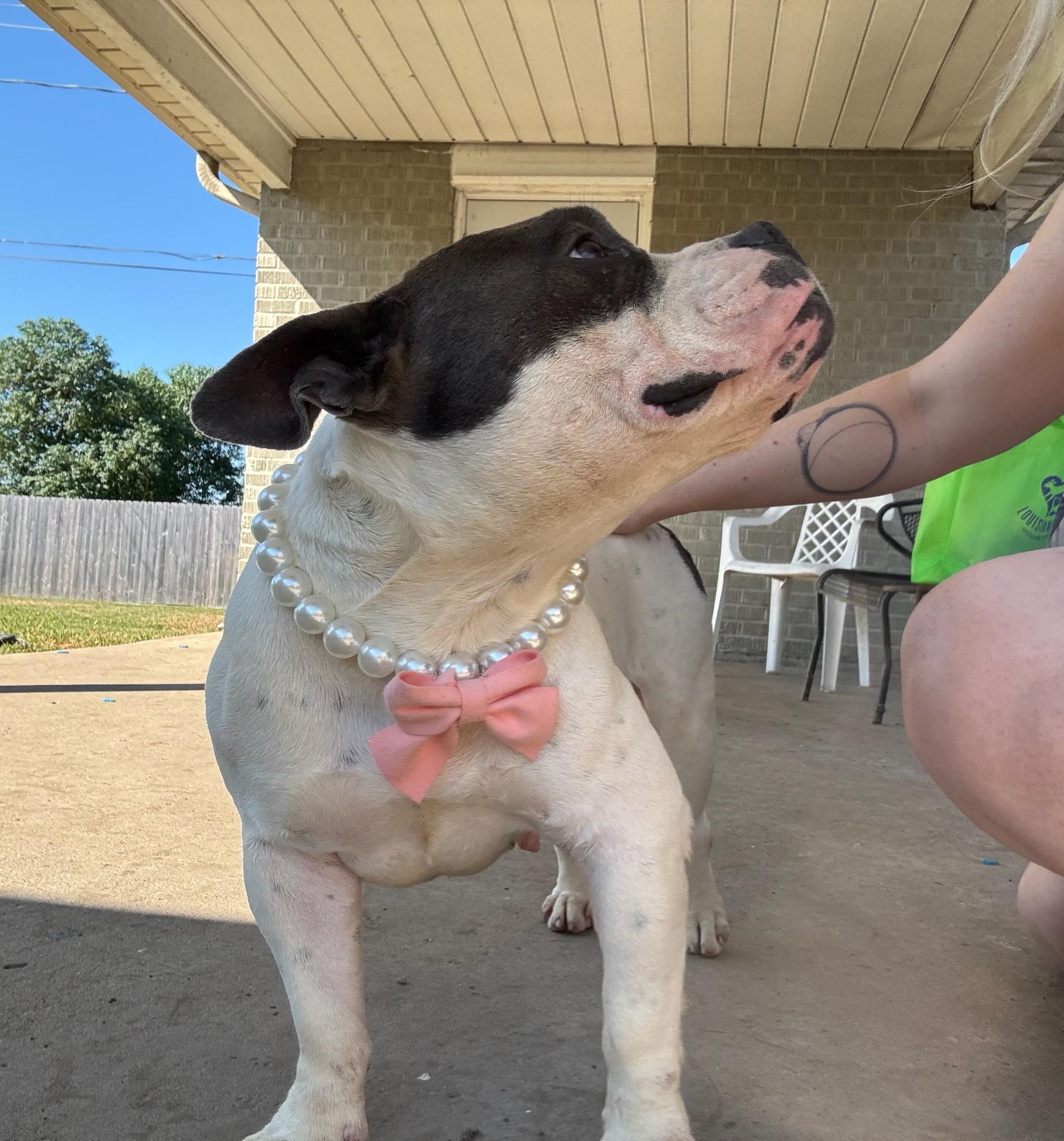 Enlarge Mona, a Adoptable mixed breed in New Orleans, LA image 6/6