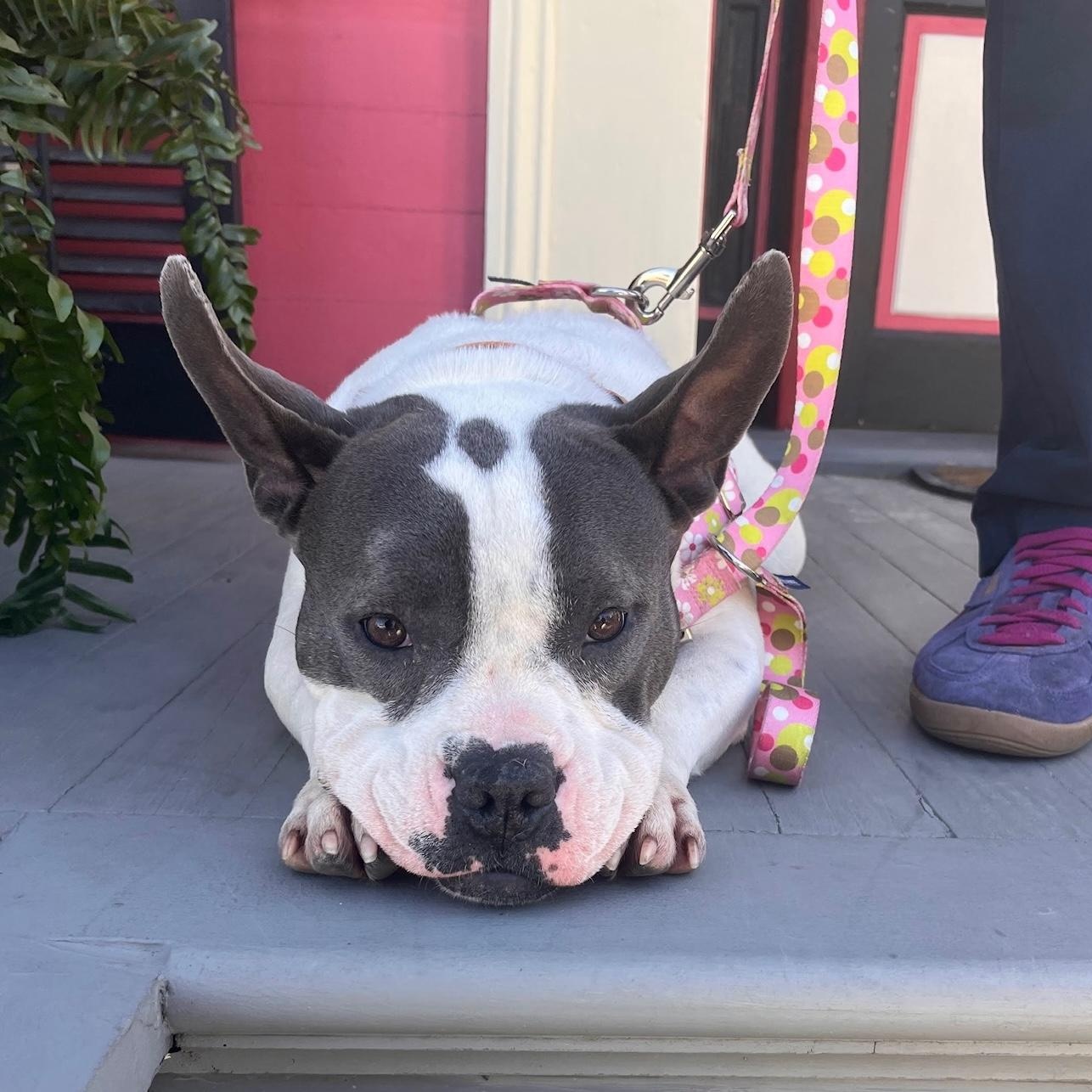 Mona, an adopted mixed breed in New Orleans, LA image 5/5