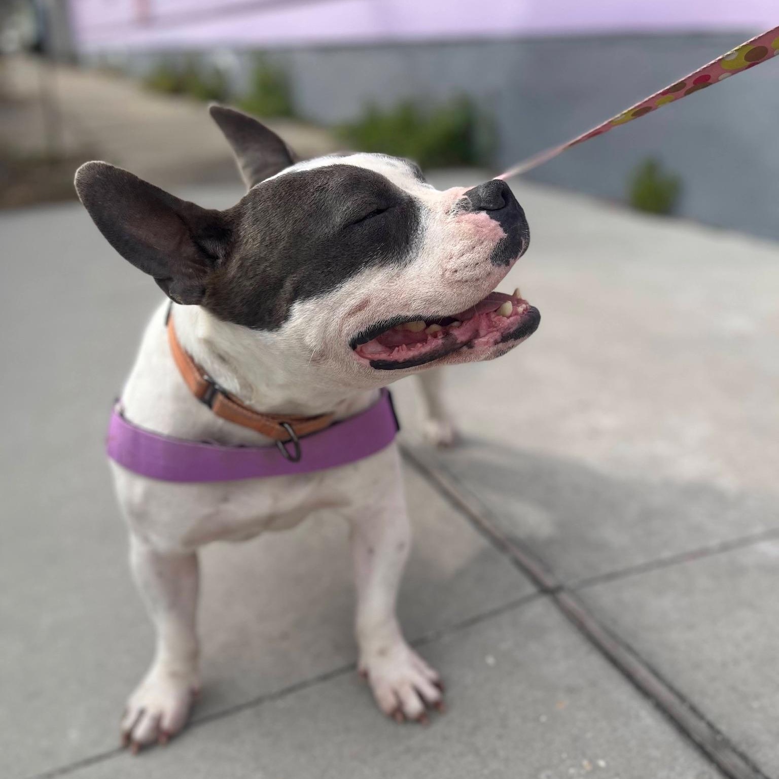 Mona, an adopted mixed breed in New Orleans, LA image 1/5