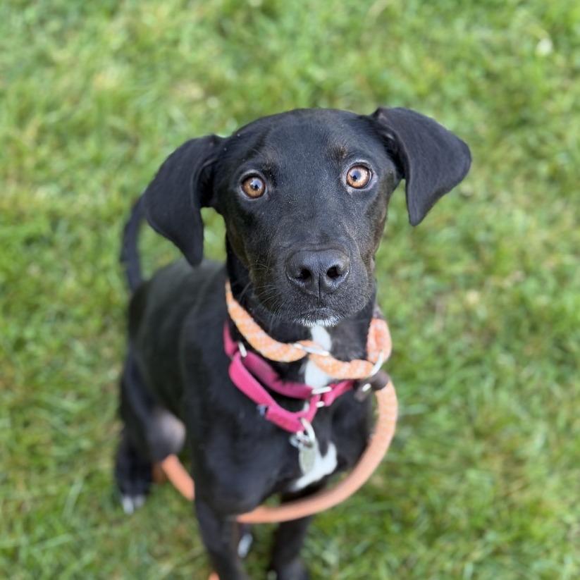 Miles, Adoptable, Adult Male Retriever & Hound.