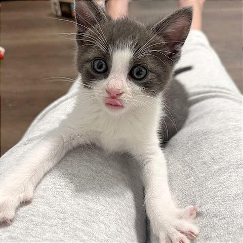 Manny, Adoptable, Kitten Male Domestic Short Hair.