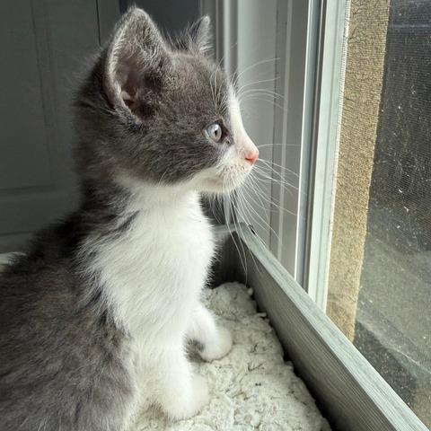 Enlarge Manny, a Adoptable Domestic Short Hair in Pleasant Hill, CA image 2/5