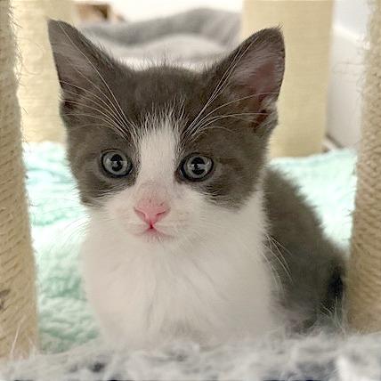 Enlarge Manny, a Adoptable Domestic Short Hair in Pleasant Hill, CA image 3/5
