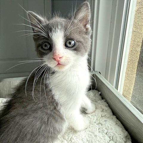 Enlarge Manny, a Adoptable Domestic Short Hair in Pleasant Hill, CA image 4/5