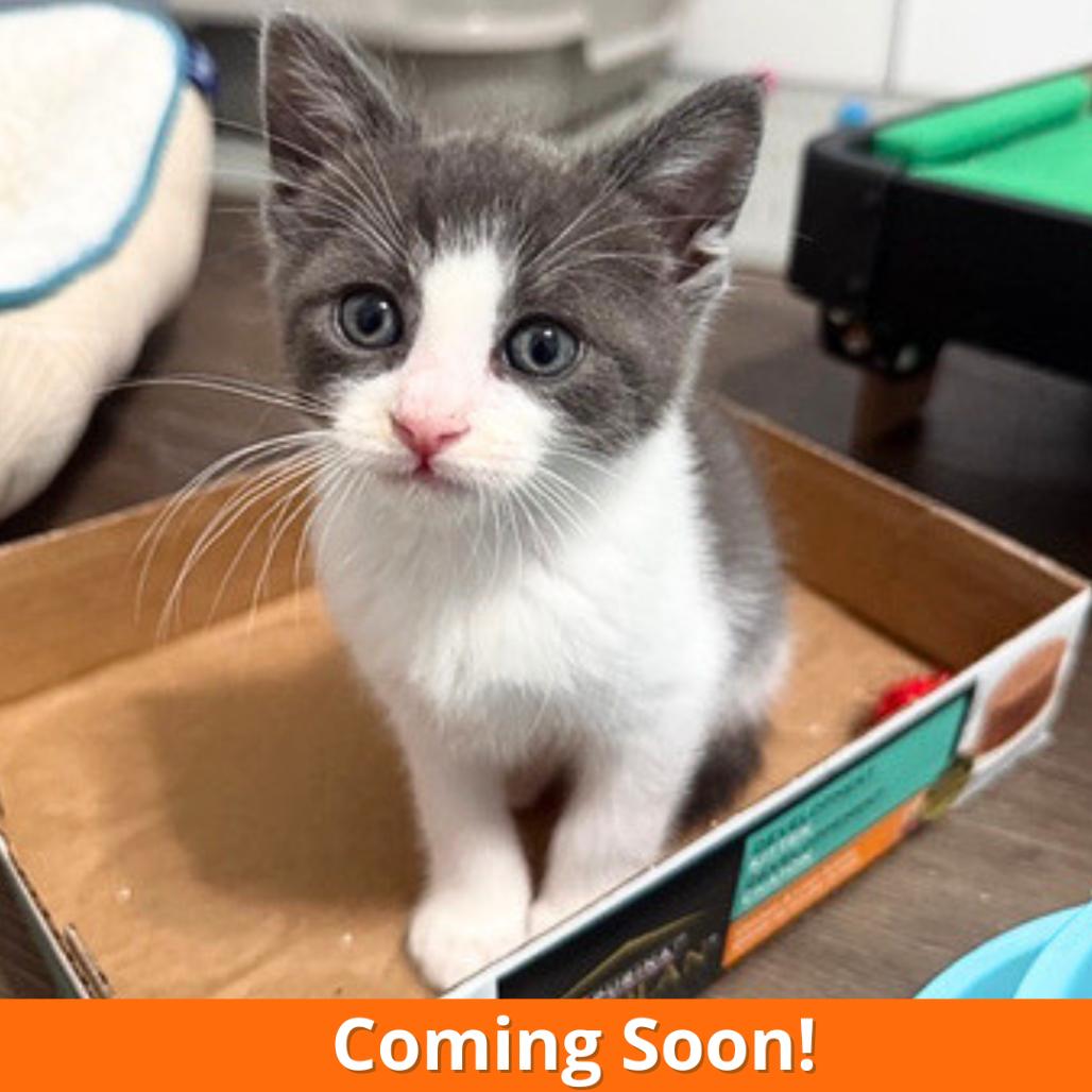 Enlarge Manny, a Adoptable Domestic Short Hair in Pleasant Hill, CA image 5/5