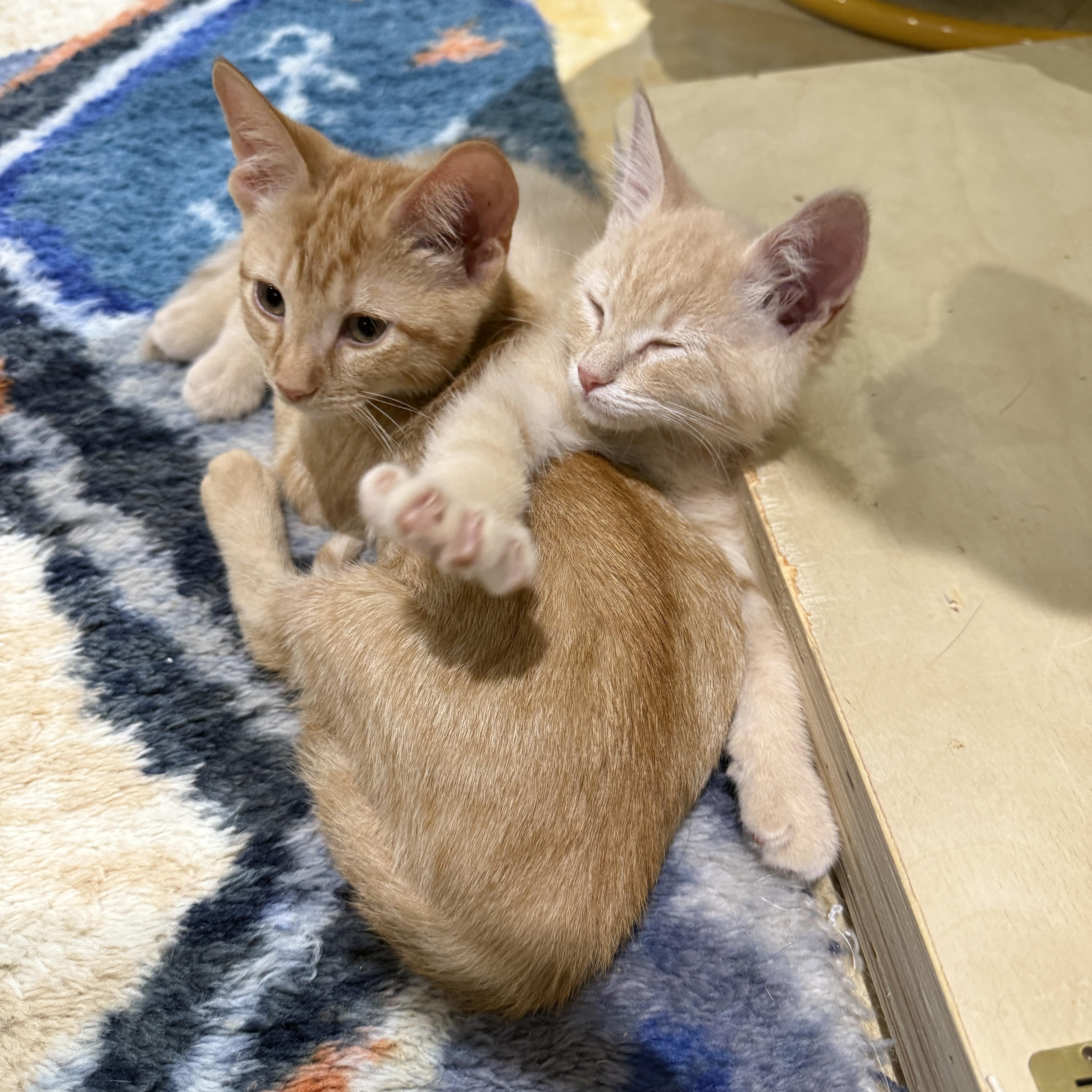Scallywag, an adopted Domestic Short Hair in Brooklyn, NY image 4/6