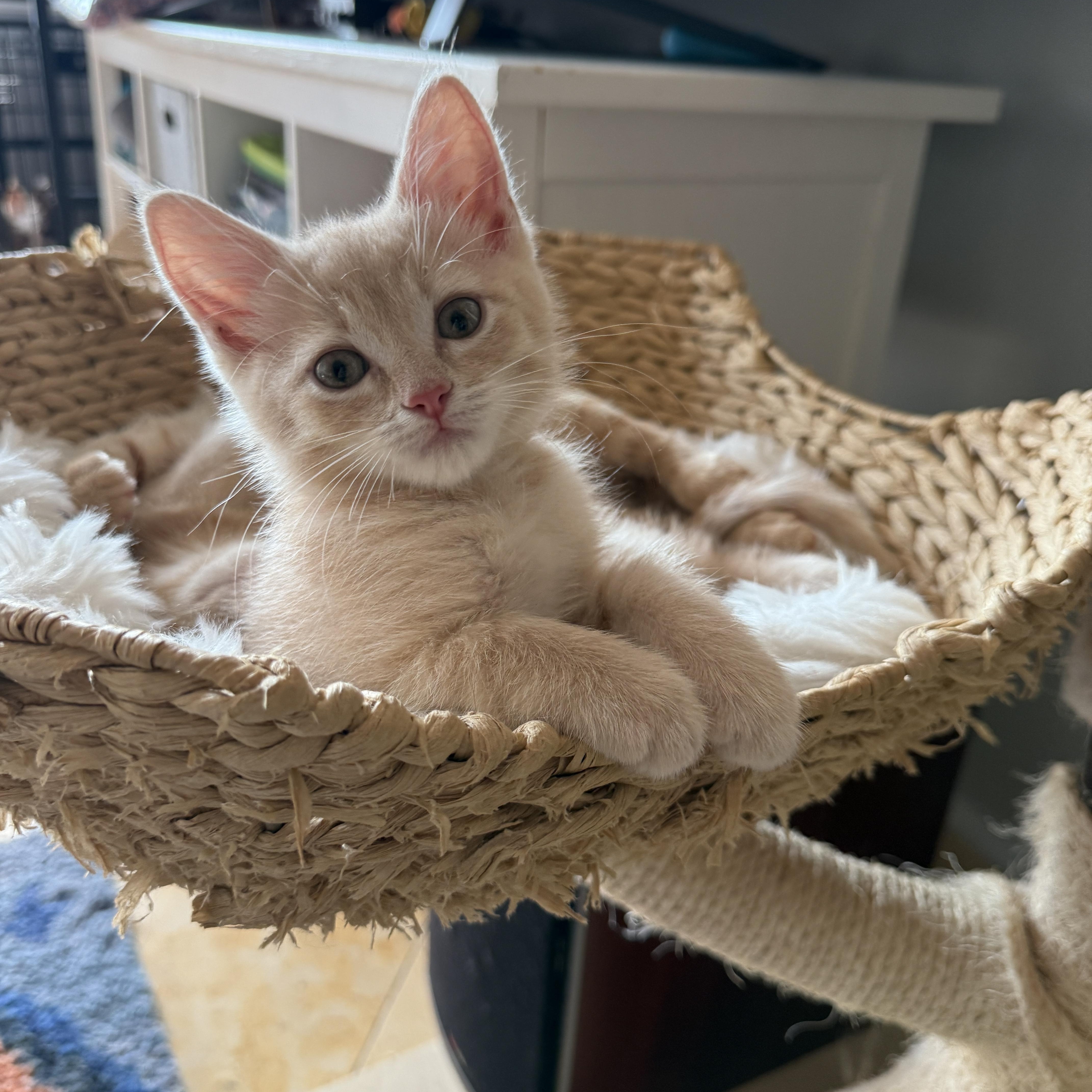 Scallywag, an adopted Domestic Short Hair in Brooklyn, NY image 6/6