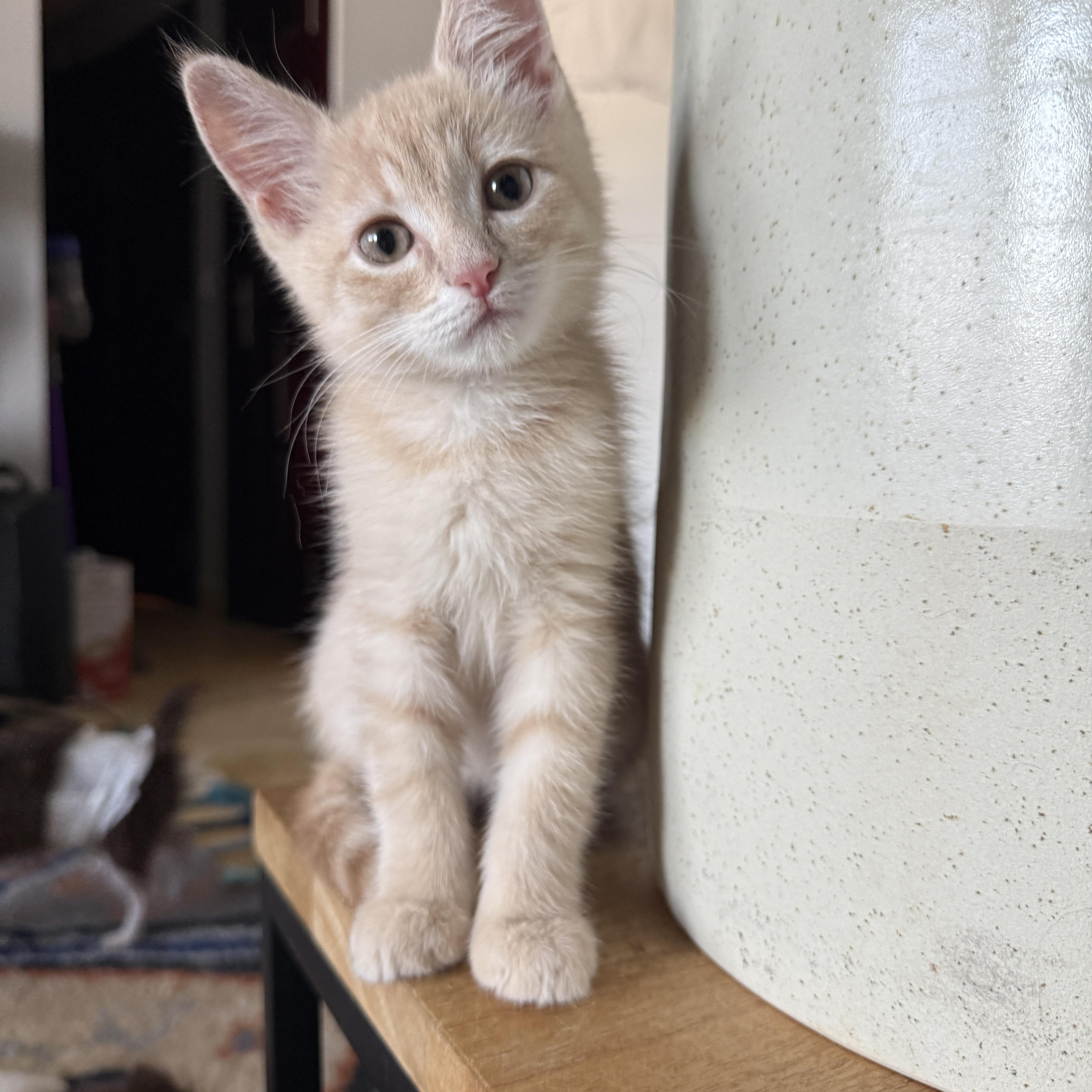 Scallywag, an adopted Domestic Short Hair in Brooklyn, NY image 2/6
