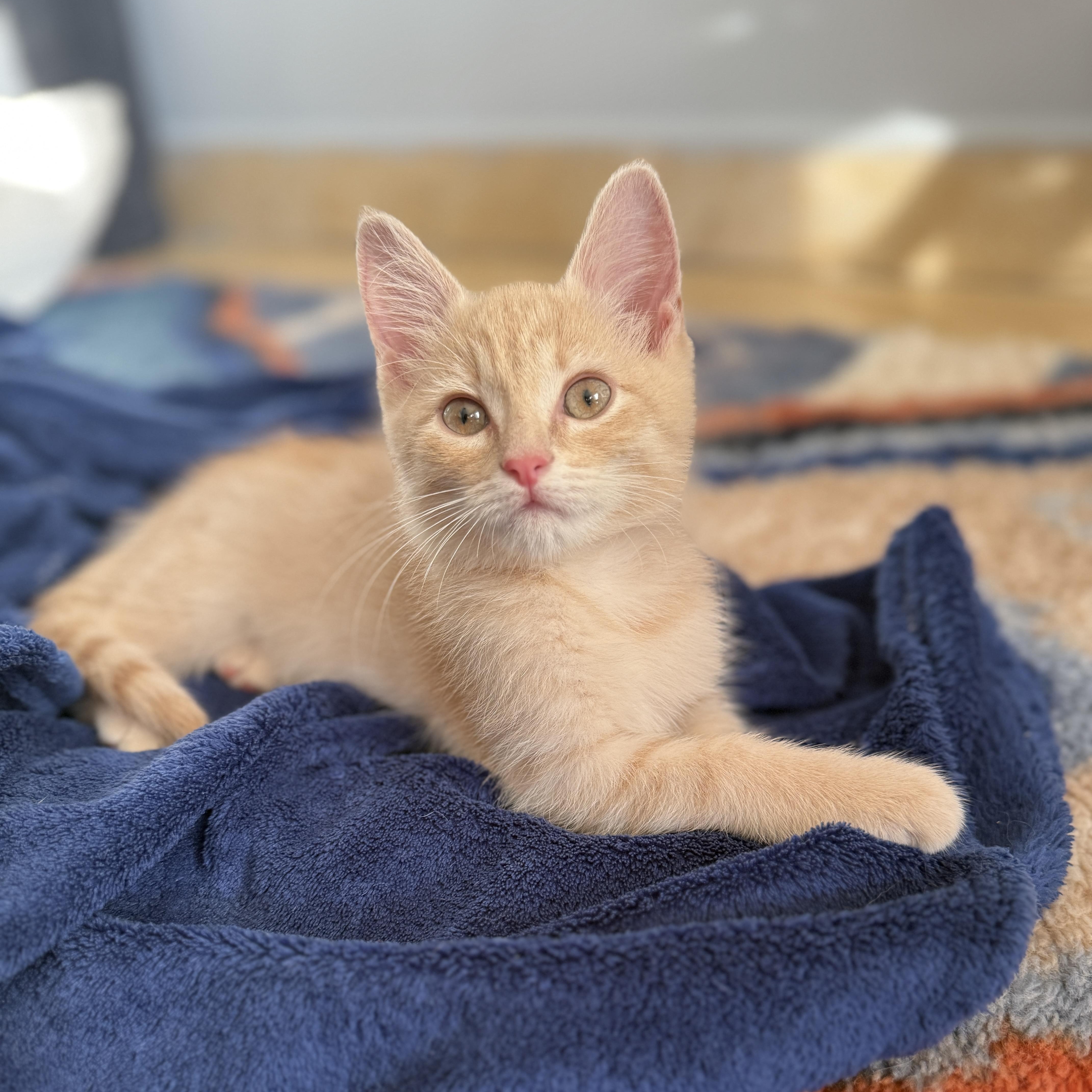 Scallywag, adopted, Kitten Male Domestic Short Hair.