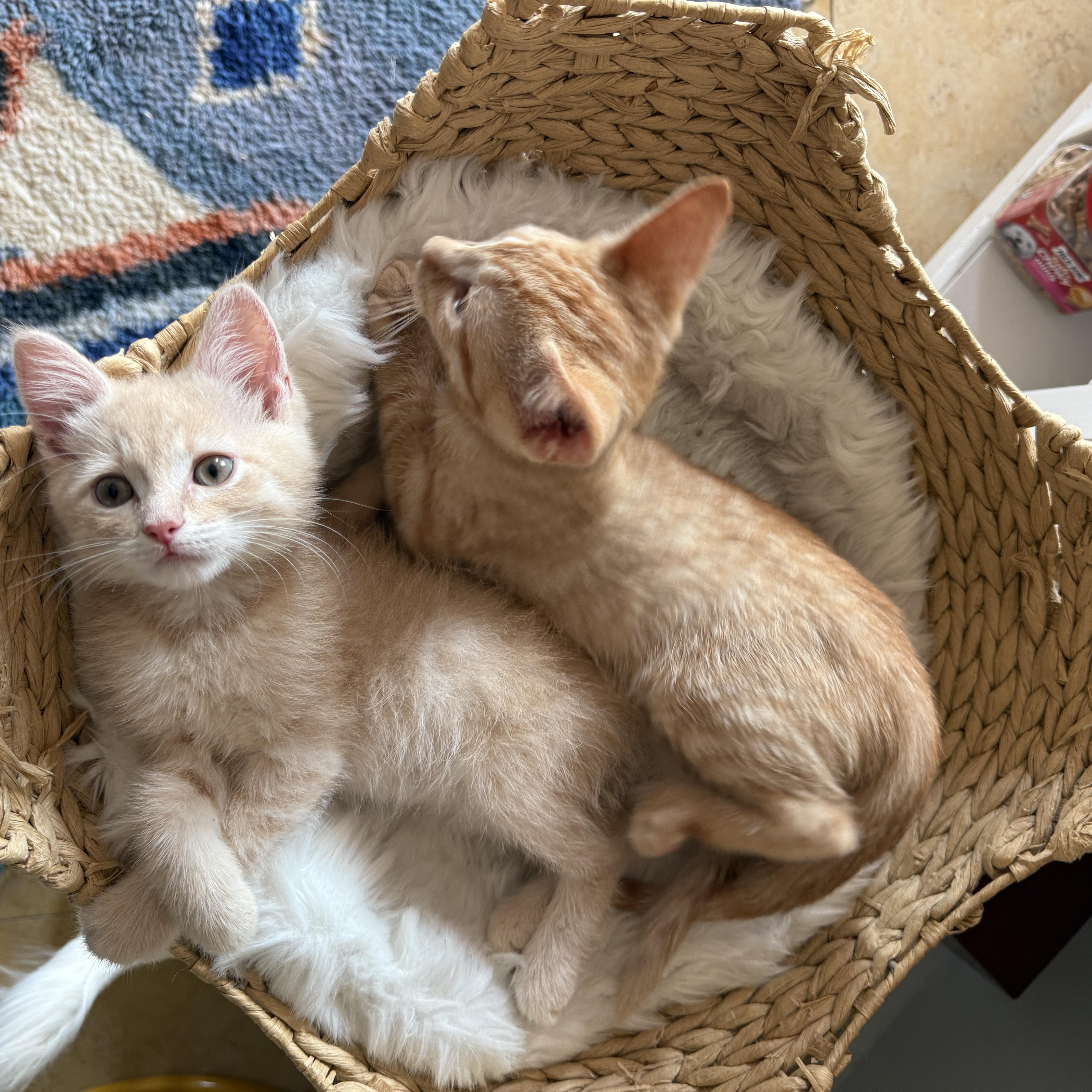 Scallywag, an adopted Domestic Short Hair in Brooklyn, NY image 3/6