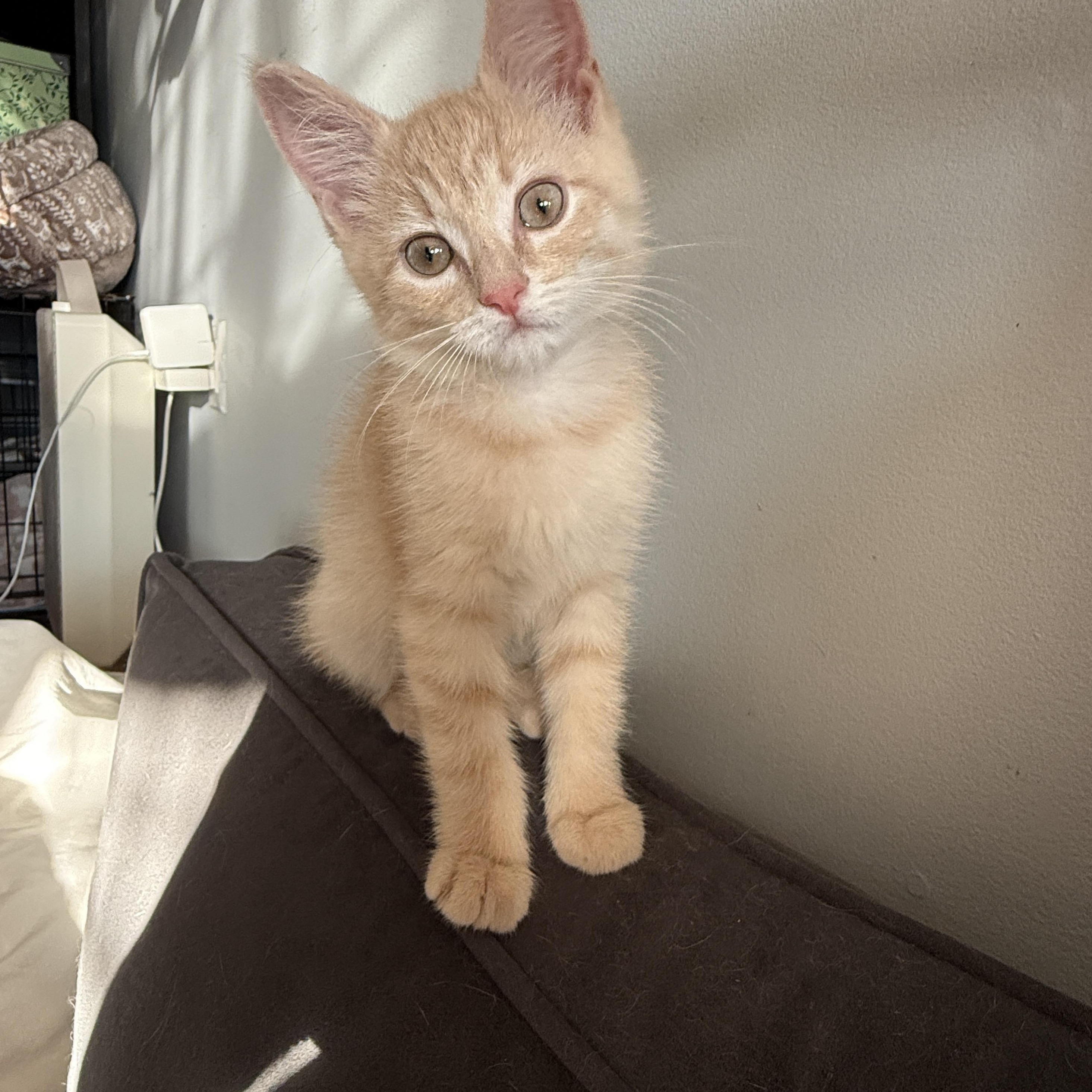 Scallywag, an adopted Domestic Short Hair in Brooklyn, NY image 5/6