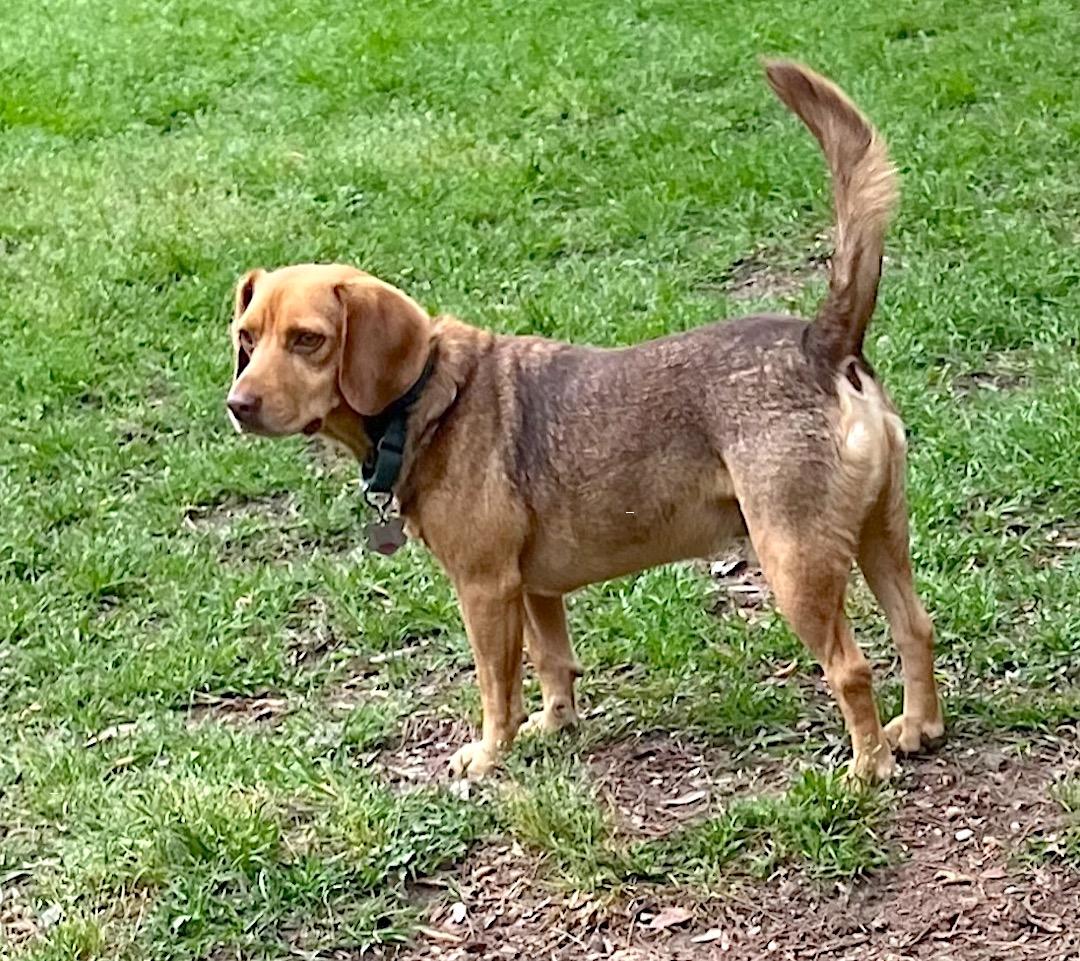 Amos, a Adoptable mixed breed in Tomball, TX image 2/6