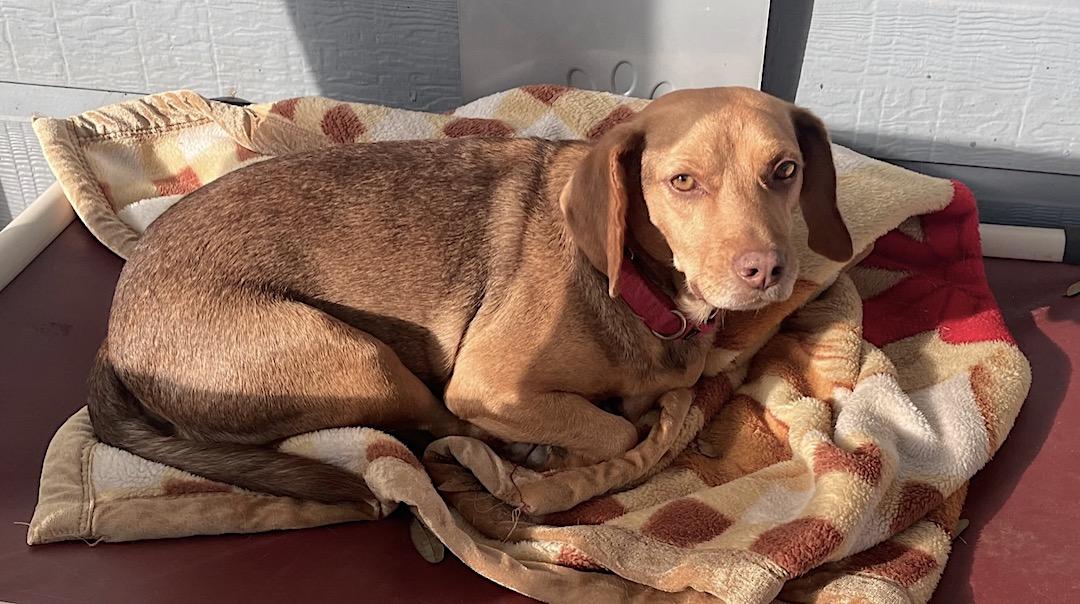 Amos, a Adoptable mixed breed in Tomball, TX image 4/6