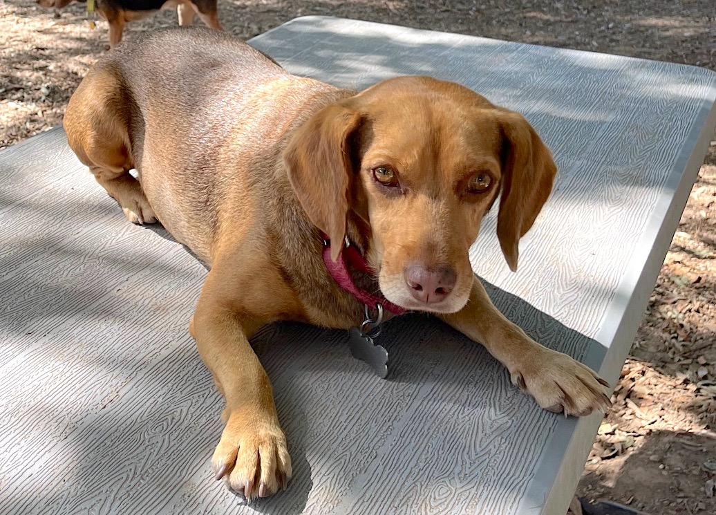 Amos, a Adoptable mixed breed in Tomball, TX image 1/6