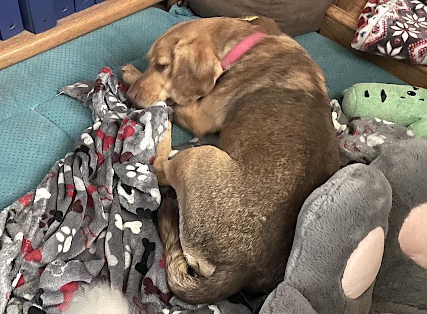 Amos, a Adoptable mixed breed in Tomball, TX image 5/6