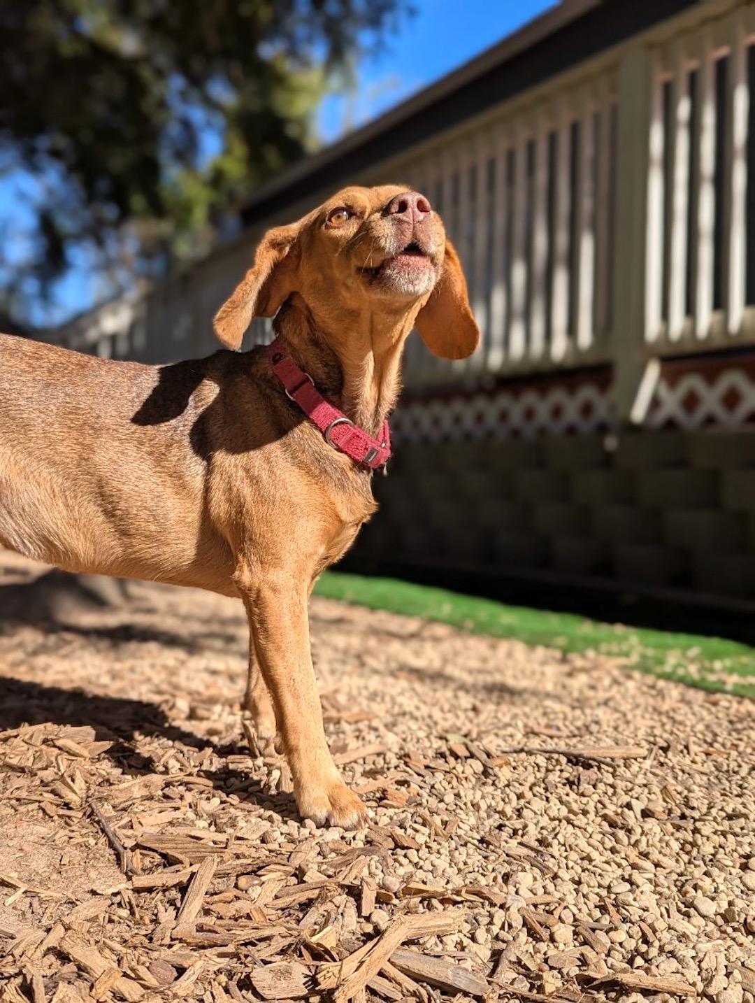 Amos, a Adoptable mixed breed in Tomball, TX image 6/6