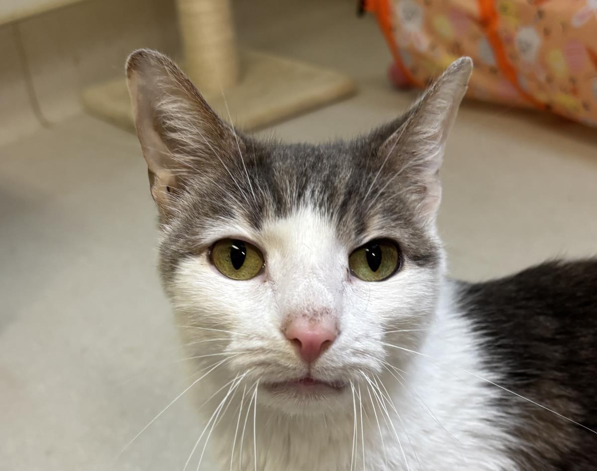 Odinson, Adoptable, Adult Male Domestic Short Hair.