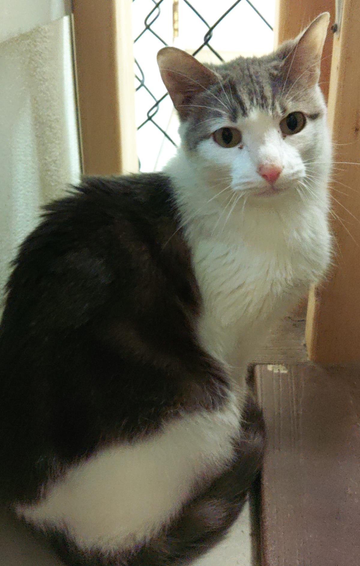 Enlarge Odinson, a Adoptable mixed breed in Beacon, NY image 2/3