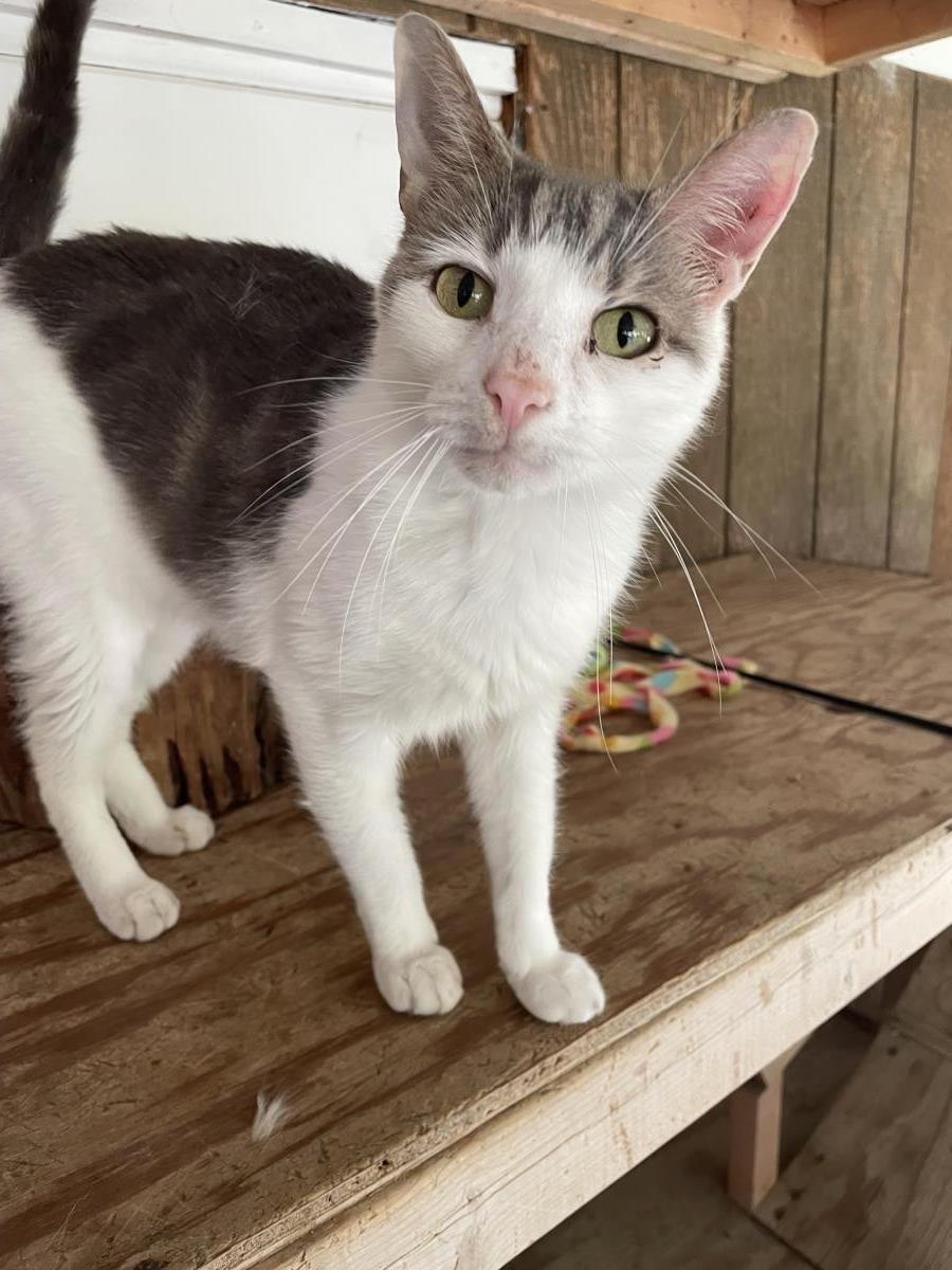 Enlarge Odinson, a Adoptable mixed breed in Beacon, NY image 3/3