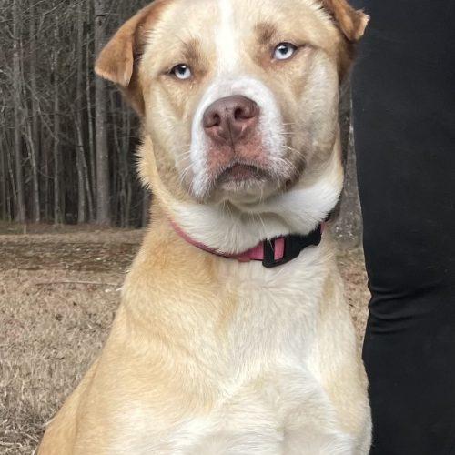 Mira, a Adoptable mixed breed in Leesburg, AL image 1/2