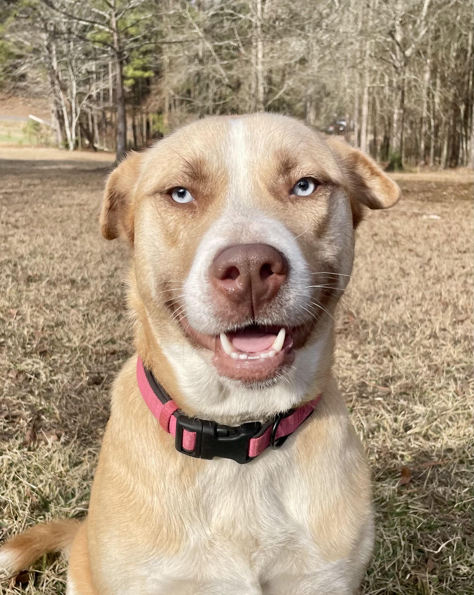 Mira, a Adoptable mixed breed in Leesburg, AL image 2/2