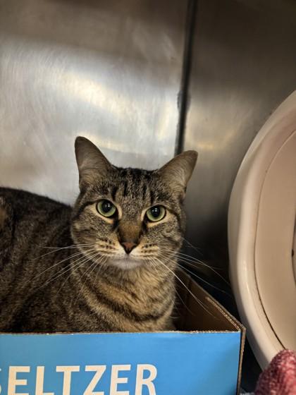 Luna, Adult Female unknown