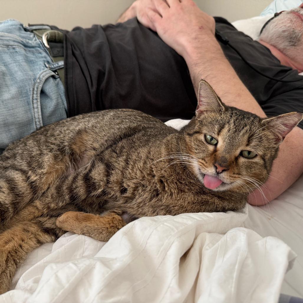 Enlarge Ellie Boop, a Adoptable Domestic Short Hair in Austin, TX image 1/6