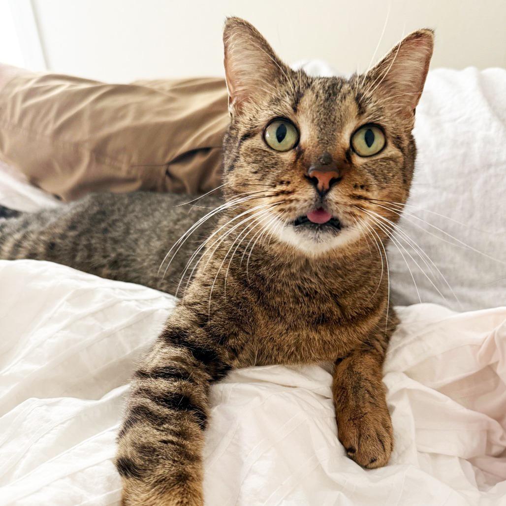 Enlarge Ellie Boop, a Adoptable Domestic Short Hair in Austin, TX image 2/6