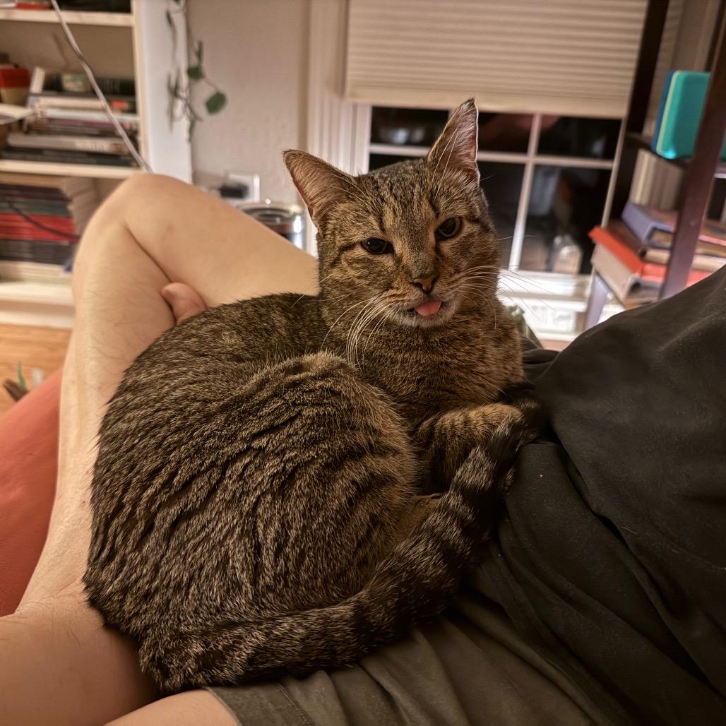 Enlarge Ellie Boop, a Adoptable Domestic Short Hair in Austin, TX image 3/6