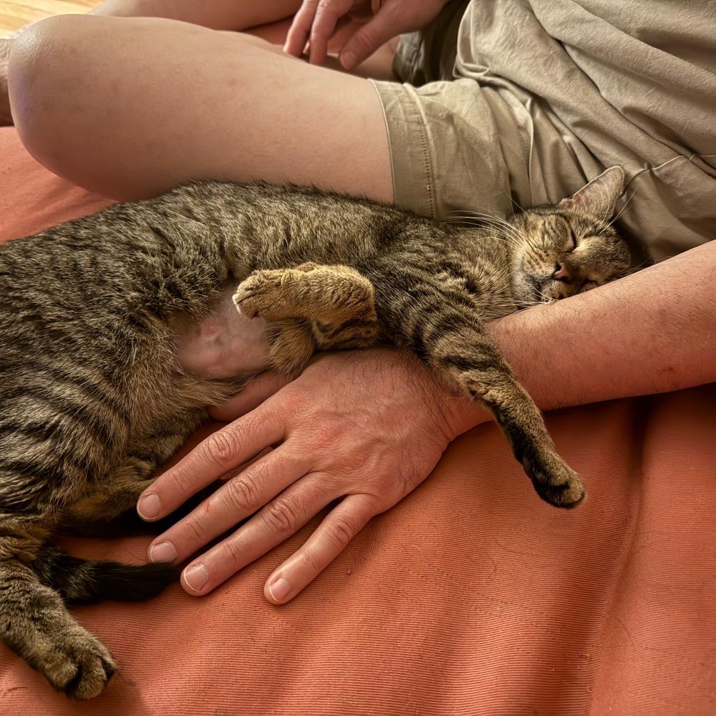 Enlarge Ellie Boop, a Adoptable Domestic Short Hair in Austin, TX image 4/6