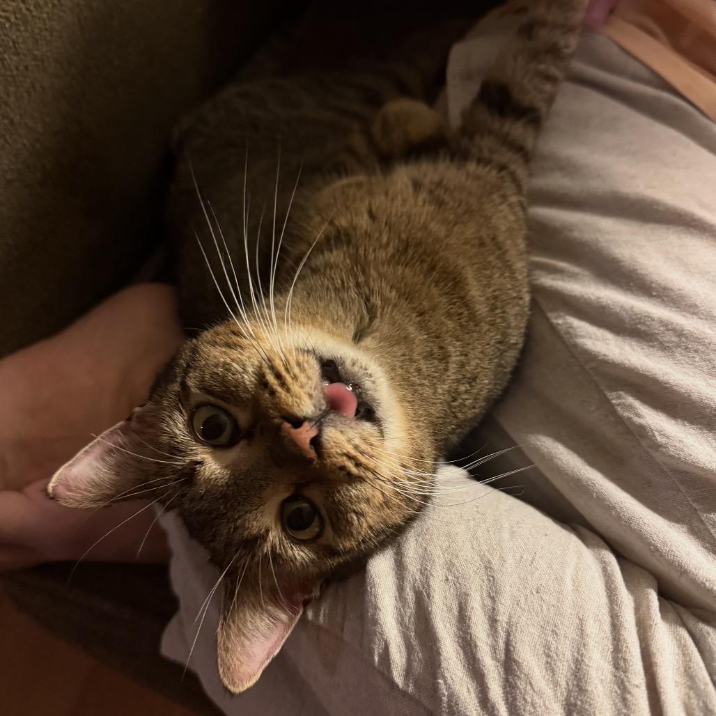 Enlarge Ellie Boop, a Adoptable Domestic Short Hair in Austin, TX image 5/6