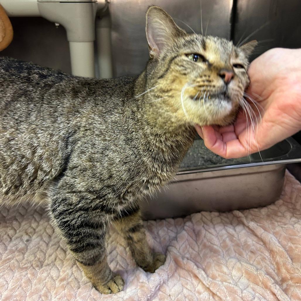 Enlarge Ellie Boop, a Adoptable Domestic Short Hair in Austin, TX image 6/6