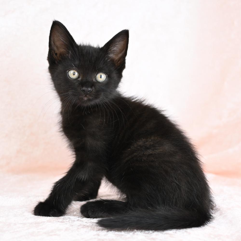 Jagger, a Adoptable Domestic Short Hair in Mobile, AL image 1/6