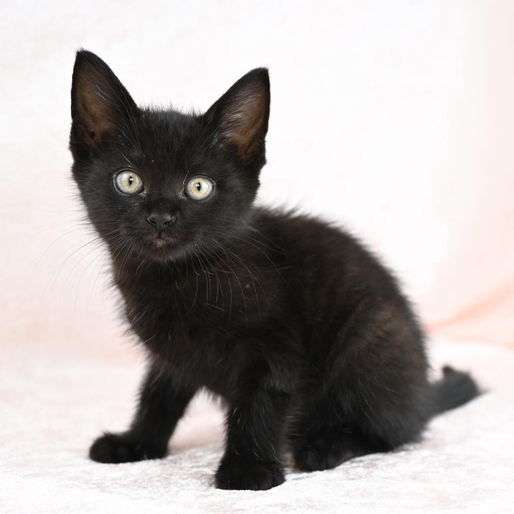 Jagger, a Adoptable Domestic Short Hair in Mobile, AL image 2/6