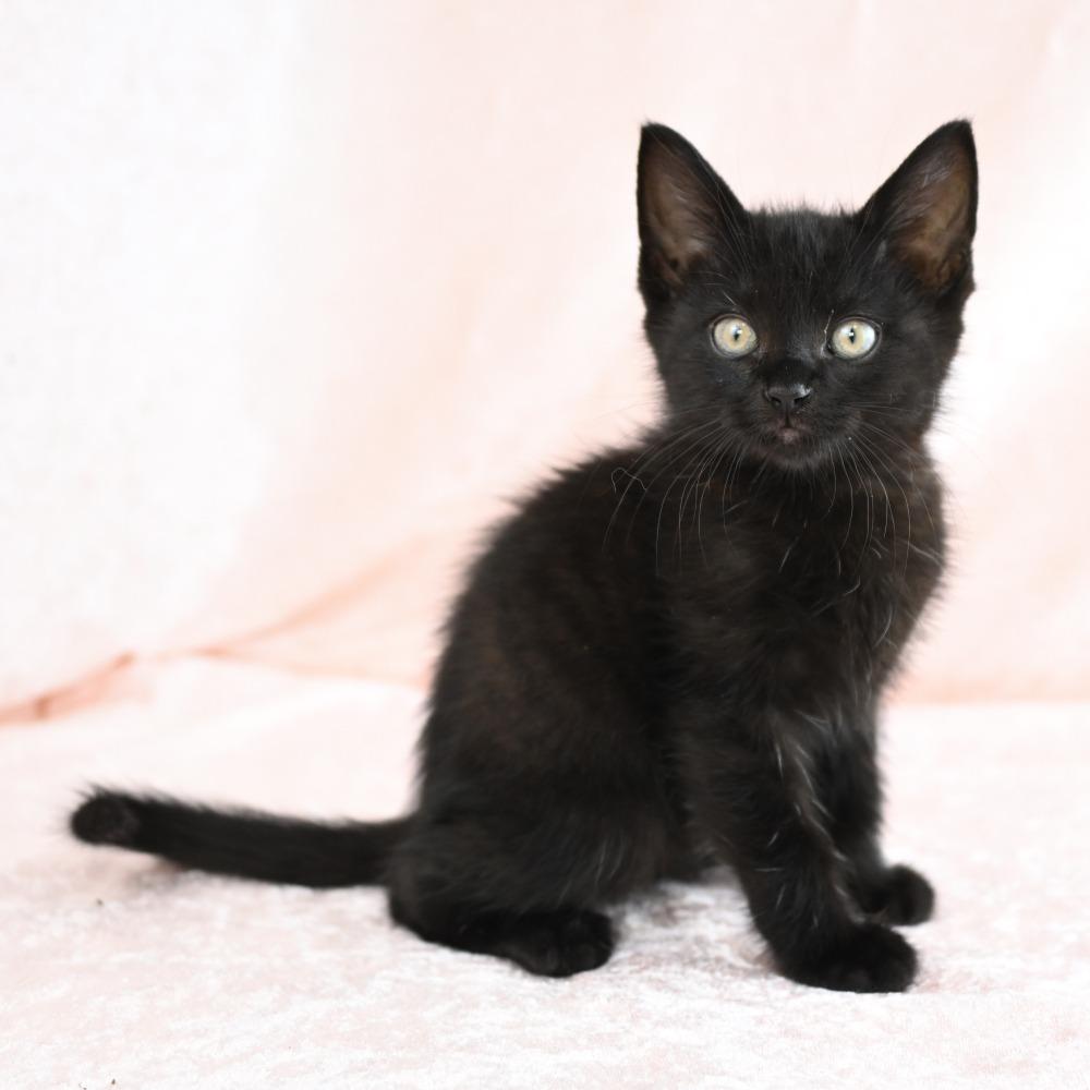 Jagger, a Adoptable Domestic Short Hair in Mobile, AL image 3/6
