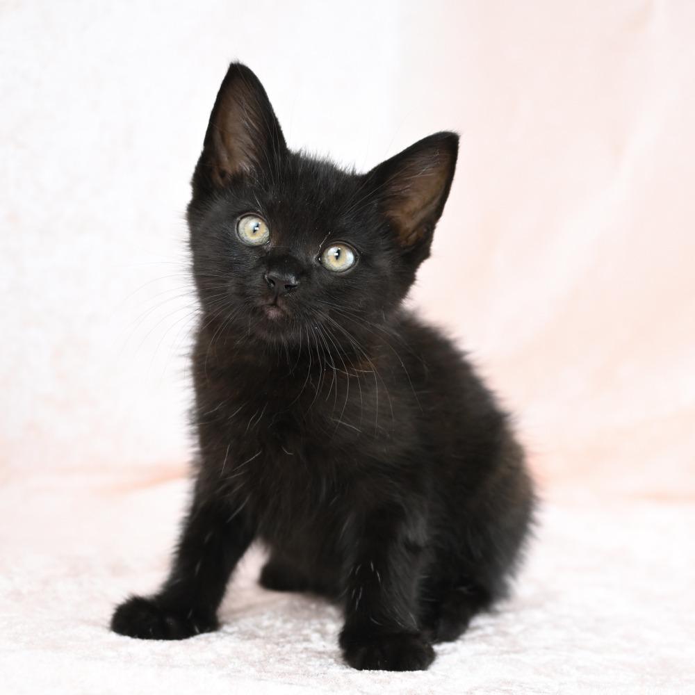 Jagger, a Adoptable Domestic Short Hair in Mobile, AL image 4/6